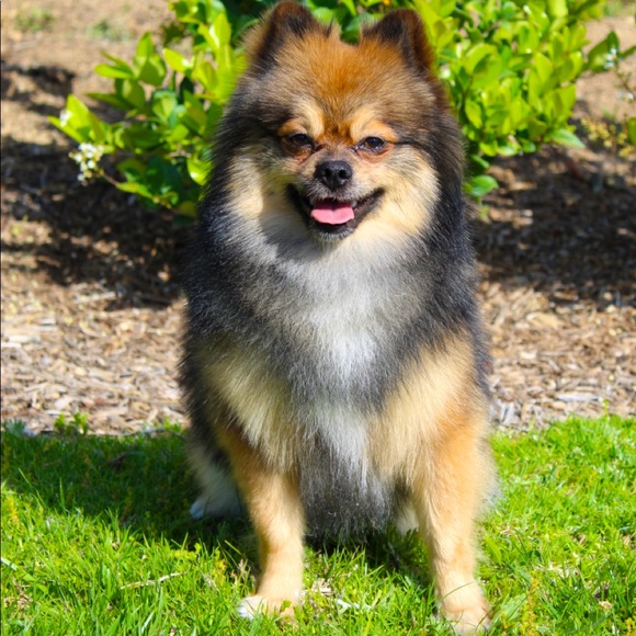 Meet your Posher, Karla - Picture 1 of 3